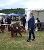  - Première Spéciale de Race pour Peryn du Jardin d'Amour