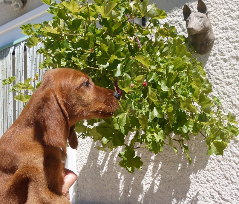 MassaÏ Du Jardin D'amour