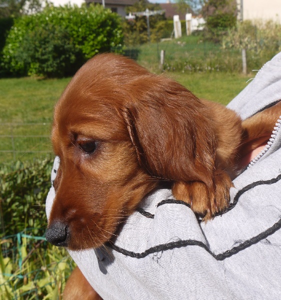 Mandy Du Jardin D'amour
