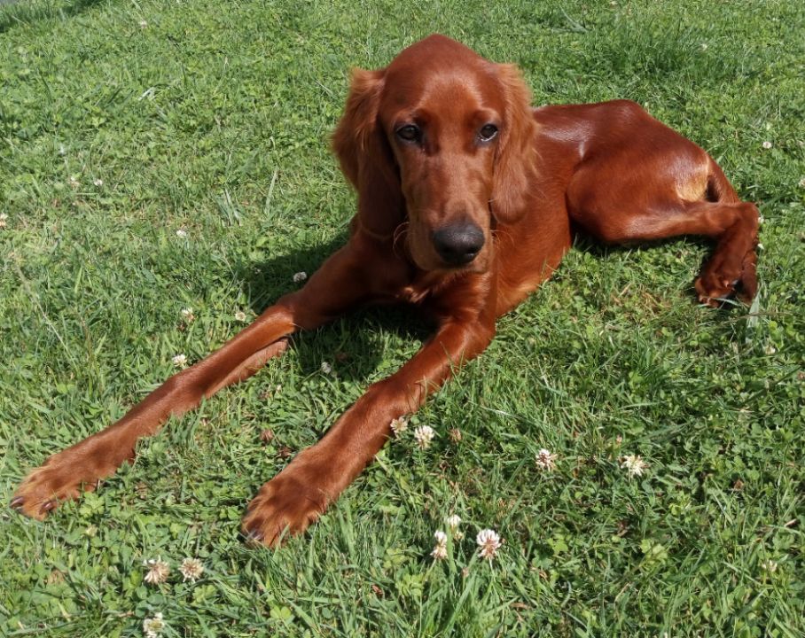 Patton Du Jardin D'amour