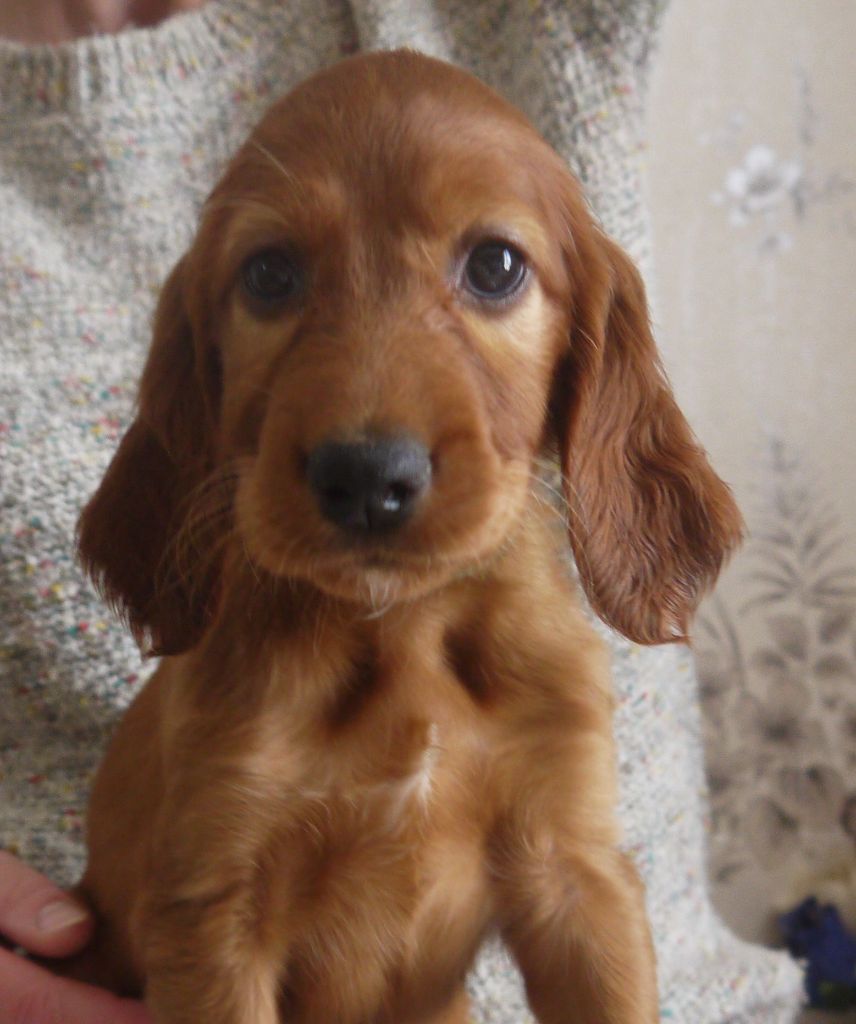 Pippa Du Jardin D'amour