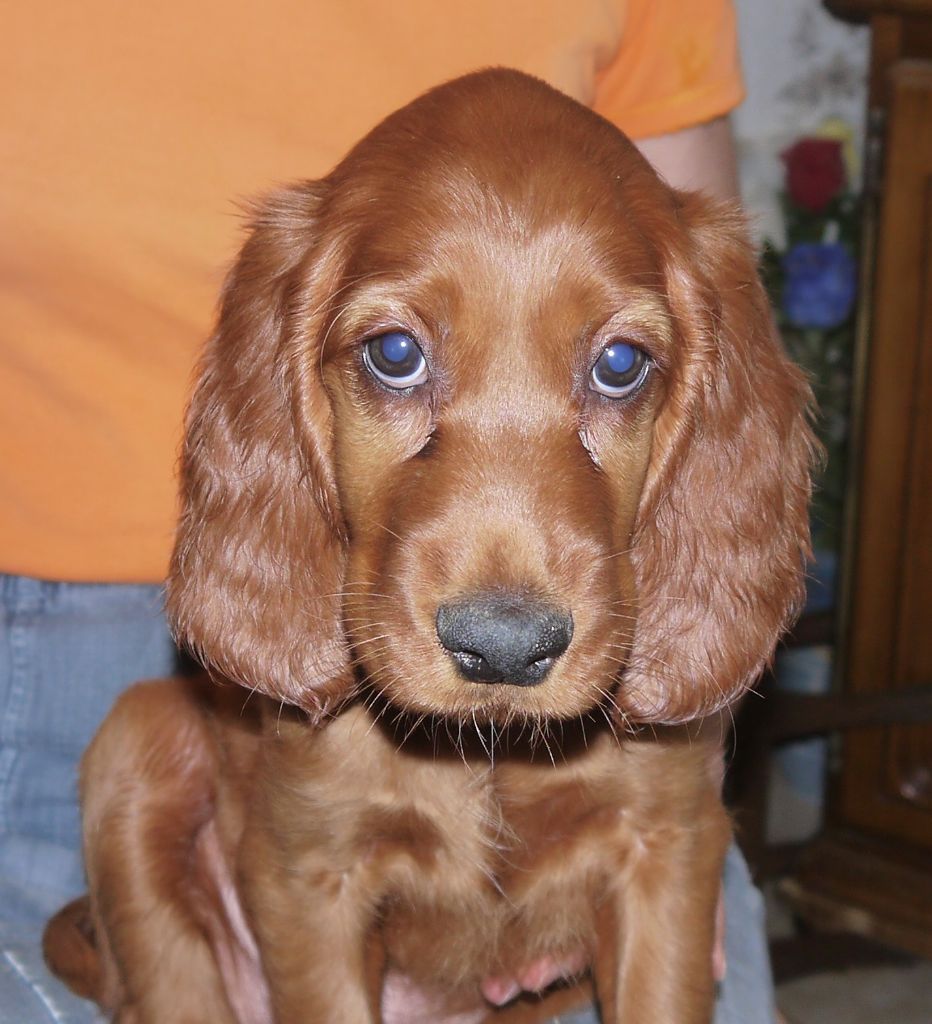 Paco Du Jardin D'amour