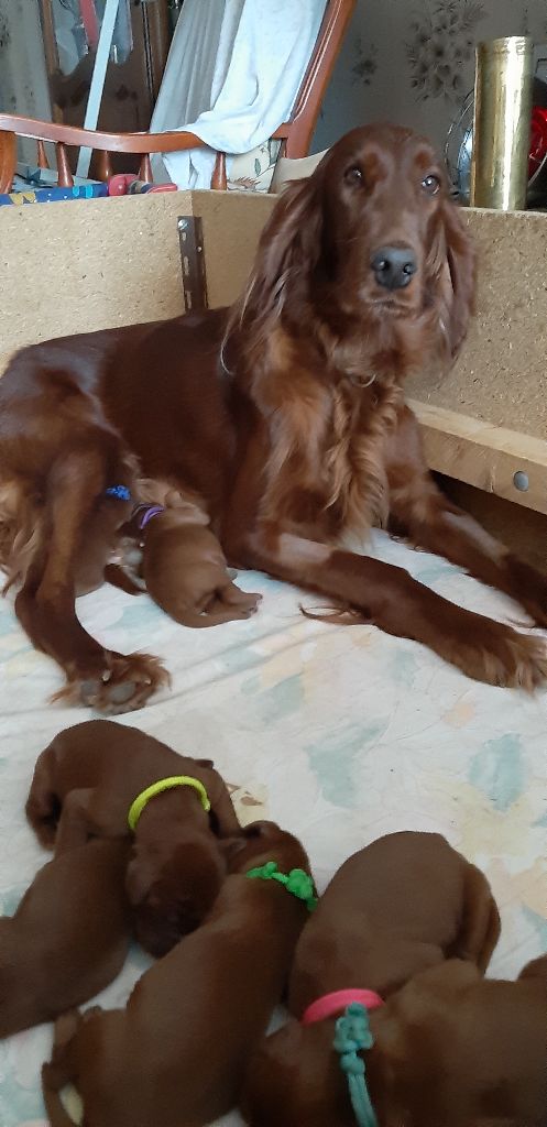 Chiot Setter irlandais rouge Du Jardin D'amour