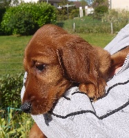 CHIOT