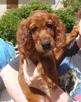 CHIOT