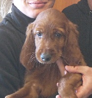CHIOT