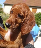 CHIOT
