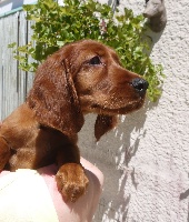 CHIOT