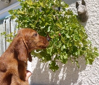 CHIOT
