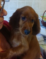 CHIOT