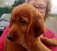 CHIOT