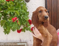 CHIOT