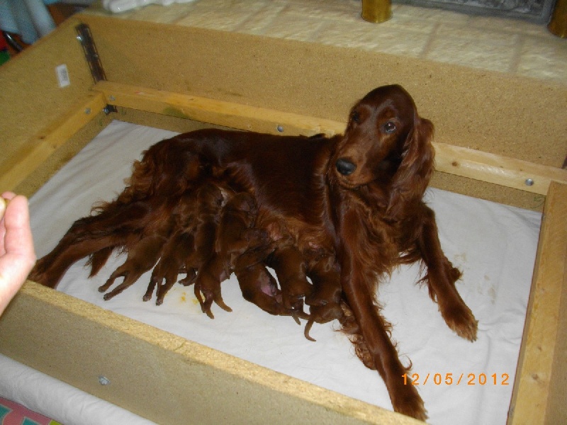 Du Jardin D'amour - Setter irlandais rouge - Portée née le 08/05/2012